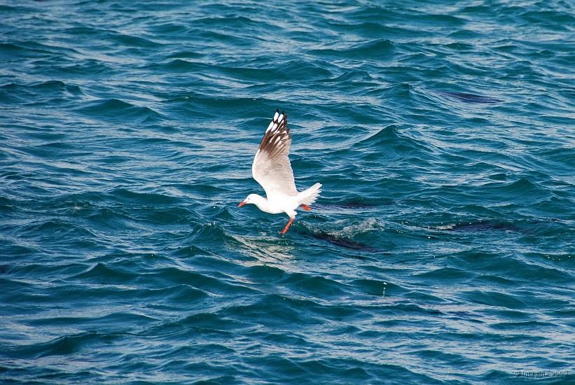 68- Une mouette marche sur l'eau.JPG